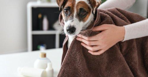 The 6 Best Dog Towels For Cleaning Up After Baths, Walks & More
