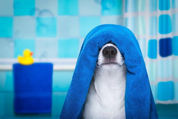 The 6 Best Dog Towels For Cleaning Up After Baths, Walks & More 