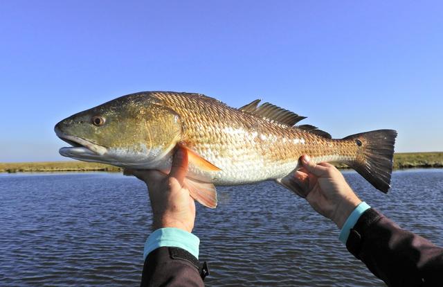 Five Hotspots for Winter Redfish