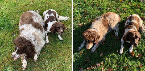 UK's fattest dog at risk of death loses half of body weight 