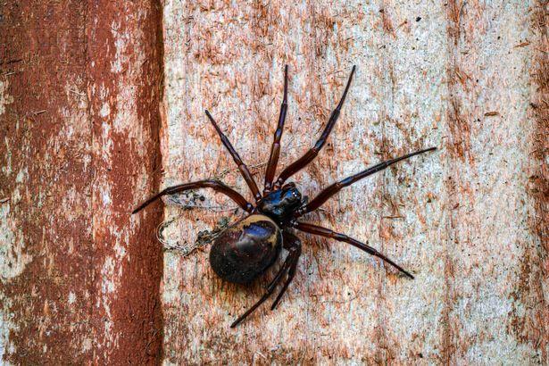 Eight tricks to keep spiders out of your house as dangerous false widows spotted in Ireland