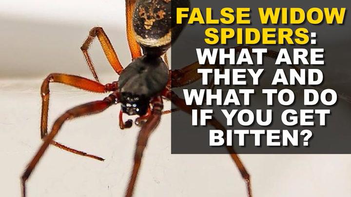 Eight tricks to keep spiders out of your house as dangerous false widows spotted in Ireland 