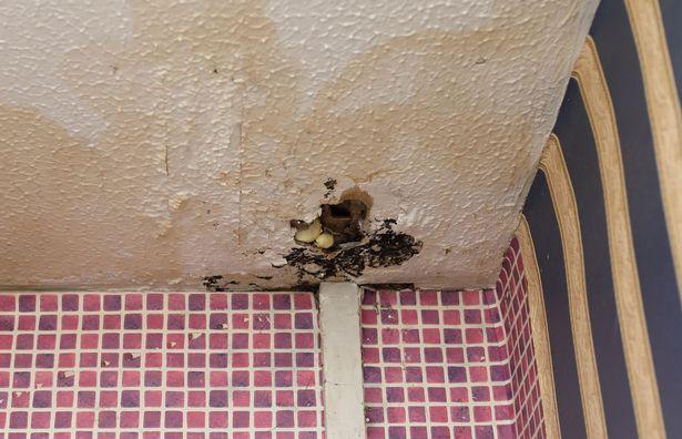 'It's a real life horror movie': Hackney family told council 'many times' about ceiling leak only for it to collapse 