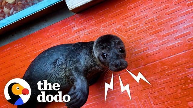 Orphaned Baby Seal Barks At Anyone Who Tries To Clean Her Bathtub | The Dodo Saving The Wild
