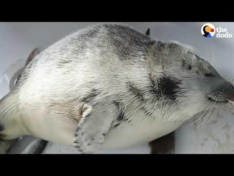 Orphaned Baby Seal Barks At Anyone Who Tries To Clean Her Bathtub | The Dodo Saving The Wild 