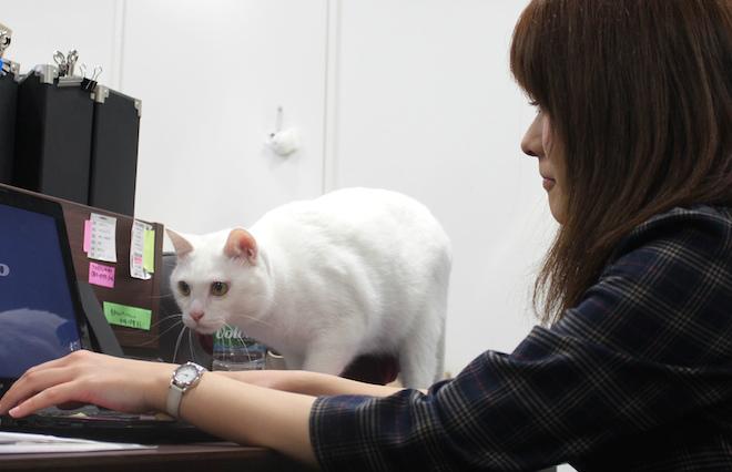 wotopi - ウートピ 猫が“専務”の会社に潜入　社長は語る「飼育のデメリットが、社内交流の活性化に繋がる」