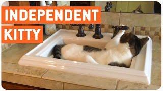 Smart cat gives itself a bath by turning tap on. Watch adorable video