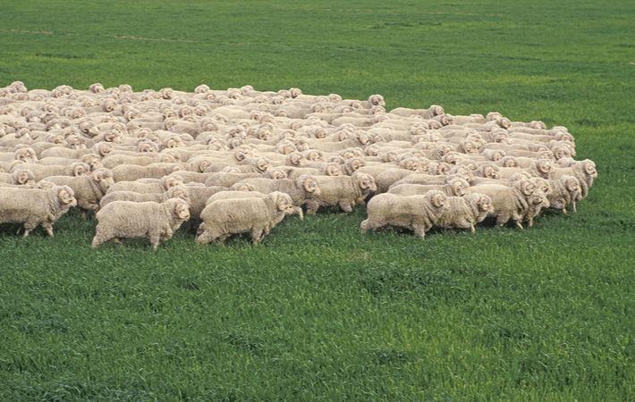 China raises import quota for Australian wool in 2022 Edit My Quotes