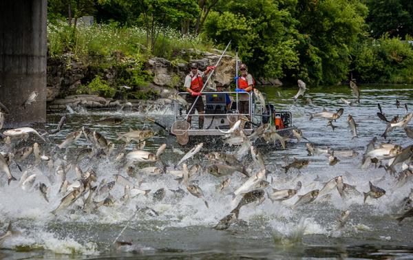 Invasive plants, animals and fish pose threat to Arkansas outdoorsmen
