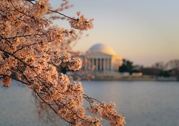 The National Cherry Blossom Festival is back in person. Here are the can’t-miss events.