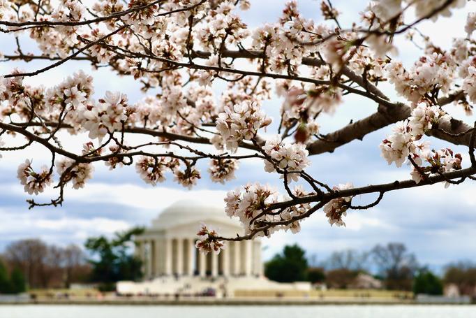 The National Cherry Blossom Festival is back in person. Here are the can’t-miss events. 