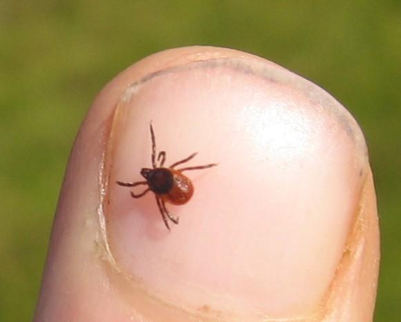 Outdoors: New tick disease becoming common in Pennsylvania