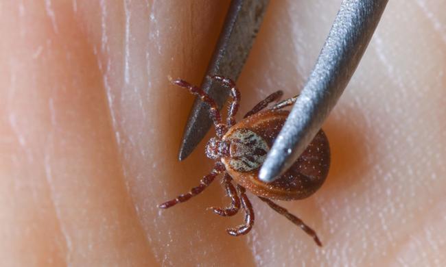 Outdoors: New tick disease becoming common in Pennsylvania 