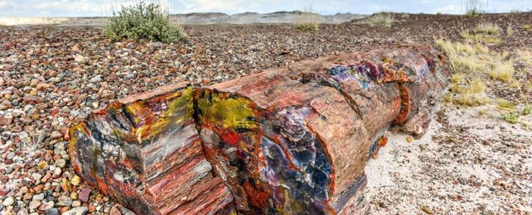 The Petrified Forest 