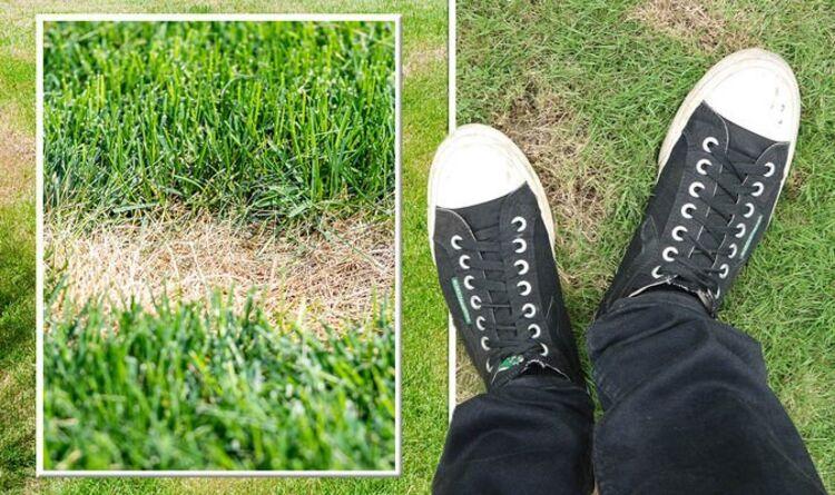 How to fix brown patches in your lawn - five common causes and how to fix them