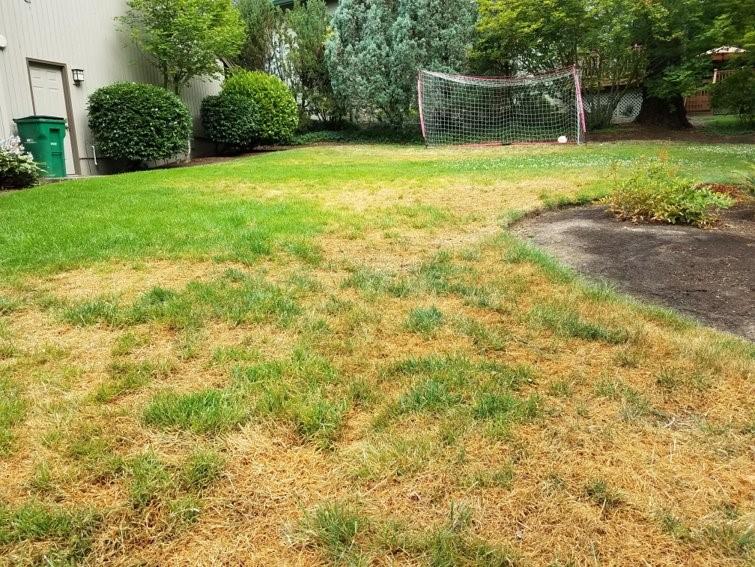How to fix brown patches in your lawn - five common causes and how to fix them 