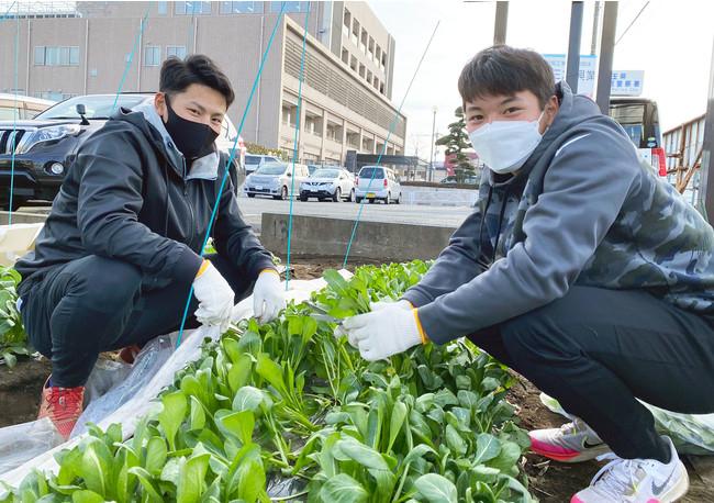 埼玉武蔵ヒートベアーズが取り組む地域交流活動。プロ野球選手が作った野菜をおふろcafe等のおふろ屋さんで販売します