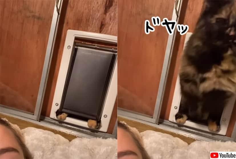 猫のおみやげは、時として飼い主に強烈なダメージを与える件 