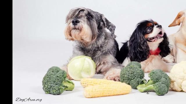 Yes, your dog can go vegan – but cats are natural born killers