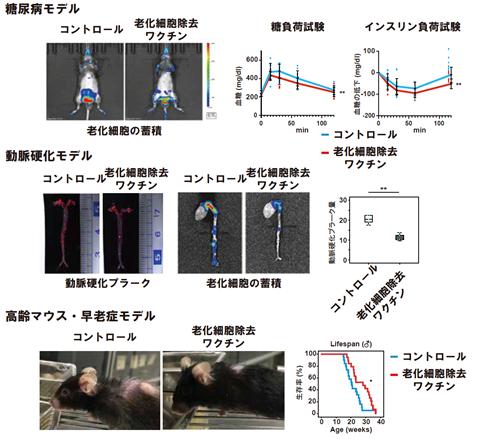 プレスリリース 老化細胞除去ワクチンの開発に成功―アルツハイマー病などの加齢関連疾患への治療応用の可能性― 