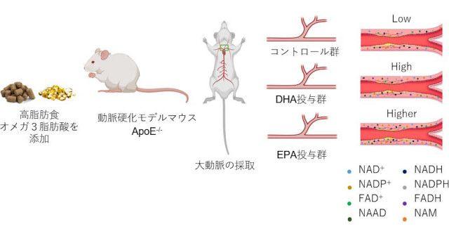 DHAやEPAの摂取が老化予防因子を増加させる、浜松医科大などがマウスで確認