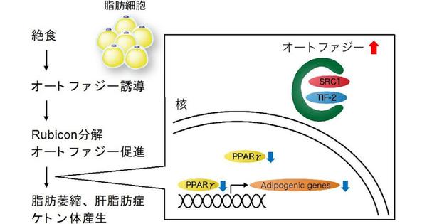 DHAやEPAの摂取が老化予防因子を増加させる、浜松医科大などがマウスで確認 