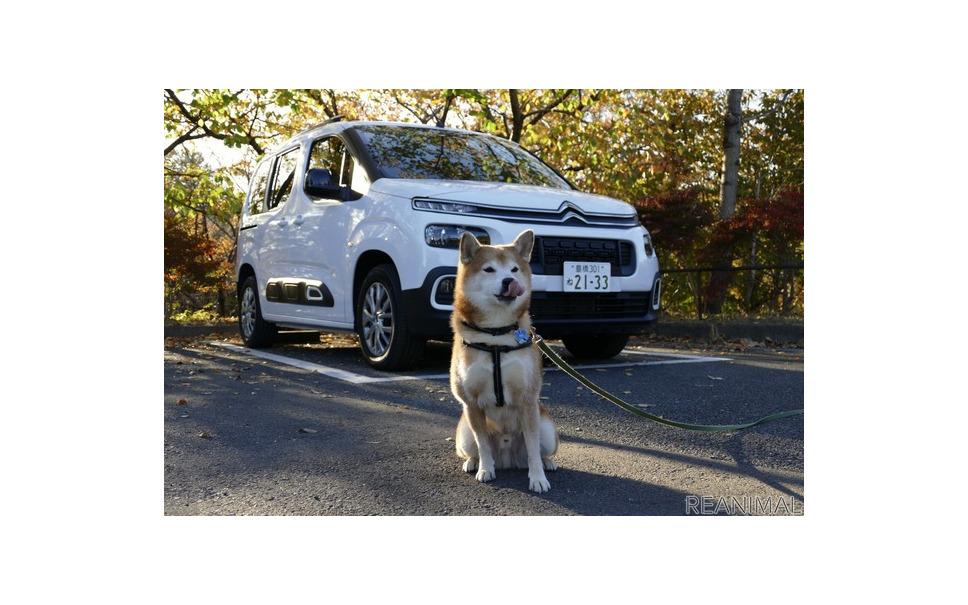 [Car that Shiba Inu Haru is worried about] Citroen Berlingo ... You can freely use it as a belt or as a sash.