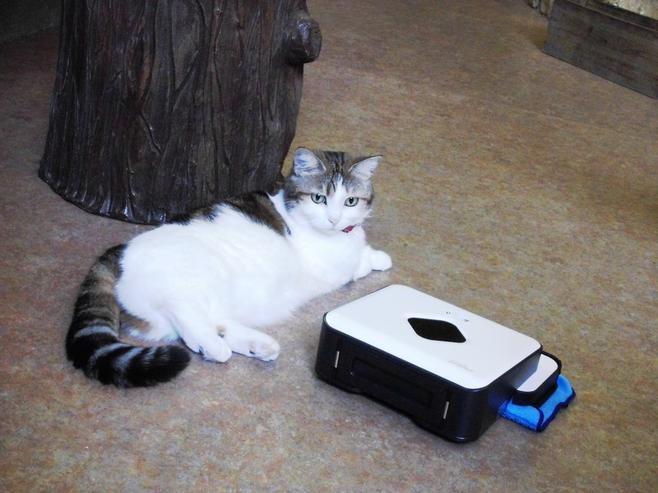 The pollen season has arrived!For humans and animals, the cat cafe "Temari no House" in Kichijoji has introduced a "floor wiping robot" for the time of spicy hay fever!