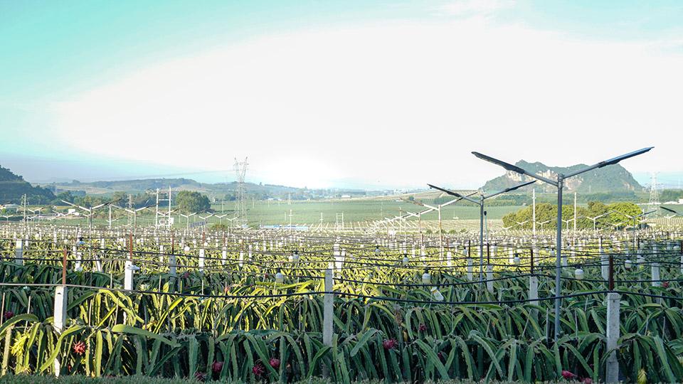 Enter the Dragon: Optical Technologies Light the Way for Agriculture
