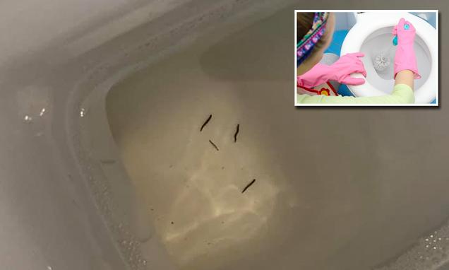 The worrying reason why these little black worms swim in your toilet