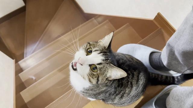 More than 400,000 registrants!I interviewed a YouTube channel [Hinoki Cat] living with 5 cats