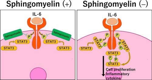 ジェヌインR&Dと麻布大学獣医学部 生化学研究室による共著論文がアメリカの科学雑誌『The FASEB Journal』に掲載 ジェヌインR&Dと麻布大学獣医学部 生化学研究室による共著論文がアメリカの科学雑誌『The FASEB Journal』に掲載