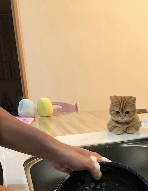 皿洗いを見守る猫がSNSで話題に「ずっと洗いつづけられそう」 謎の圧を感じつつも癒される…皿洗いをじっと見つめ続ける猫さんが愛くるしい 