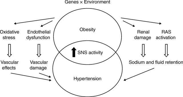 The effects of the interaction between BMI and dyslipidemia on hypertension in adults 