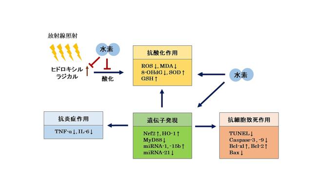 放射線の障害防止に水素が臨床応用できる