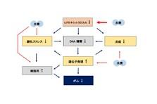 放射線の障害防止に水素が臨床応用できる 