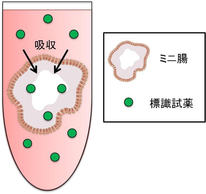 ヒトiPS細胞から創生した「ミニ腸」で三大栄養（糖質・タンパク質・脂質）の吸収を確認