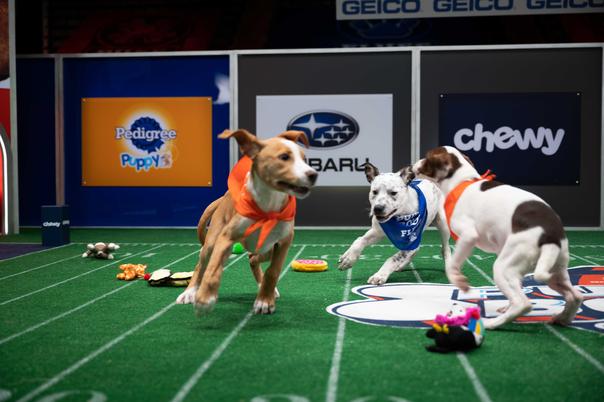 What channel is the Puppy Bowl on, what time does it start? 