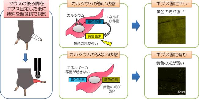 体を動かさないと筋肉が減少するメカニズムを解明　運動不足による悪循環を防ぐ薬を開発 