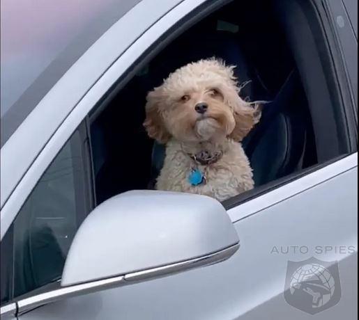 Idiots use Tesla Autopilot to put dog in danger in attempt to go viral Guides