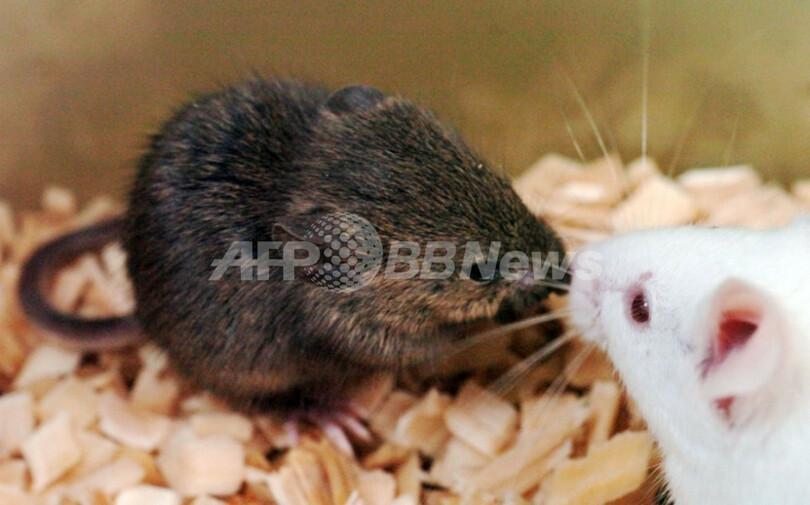 国際ニュース：AFPBB News 冷凍されたマウスの細胞使ってクローン作成に成功、マンモス復活の可能性も
