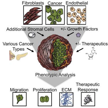 Student using 3-D printing to better understand cancer cells 