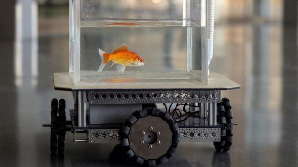 Teaching a Goldfish Driving Skills, Bringing in a GE Billion Mosquitoes