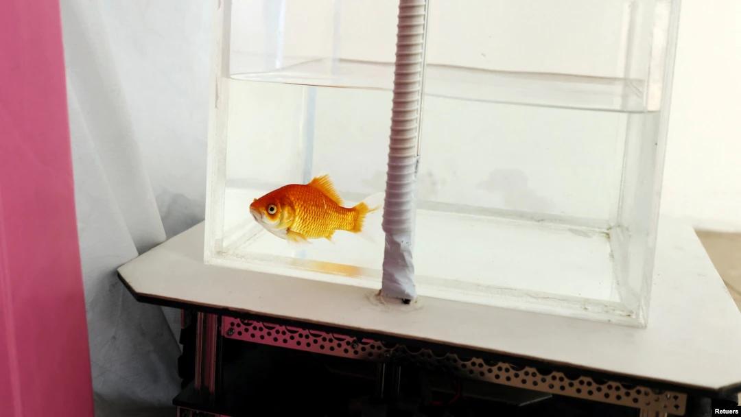 Teaching a Goldfish Driving Skills, Bringing in a GE Billion Mosquitoes 