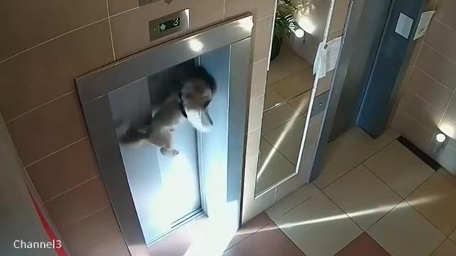 エレベーターでリードに繋がれたまま犬が宙吊り　飼い主は全く確認せず（露）＜動画あり＞ 