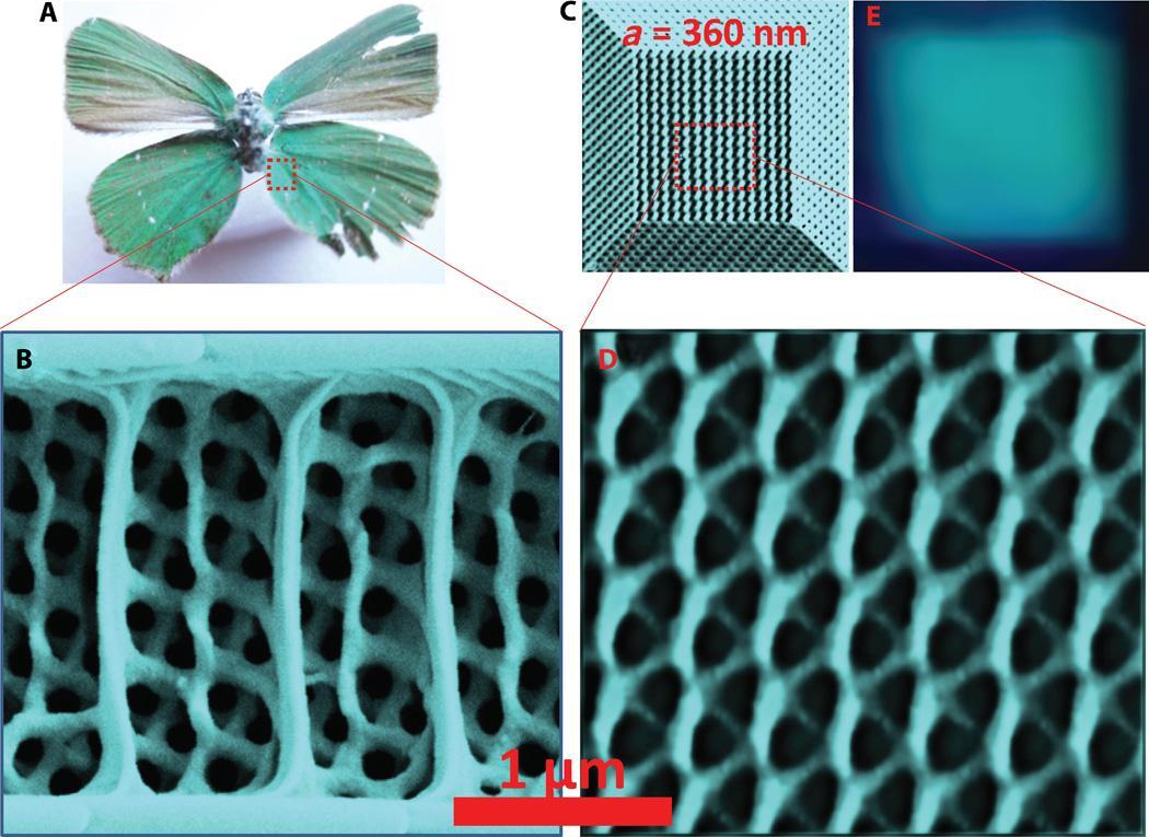 Researchers 3D print the full color spectrum by copying butterfly wings 