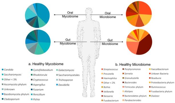 Obesity changes the human gut mycobiome 