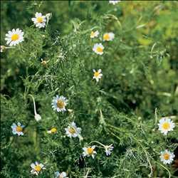 Global Chamomile Extract Market In- Depth Research, Industry Statistics 2022 | Arjuna Natural Extracts, Gehrliche, The Pharmaceutical Plant, New Zealand Extracts, Changsha Vigorous-Tech, Kemin Indu… 