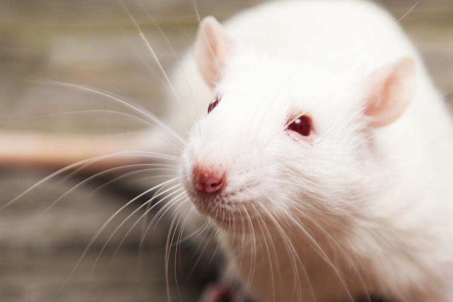 鼻づまりの原因物質をマウスで発見！　画期的治療法の開発に期待 