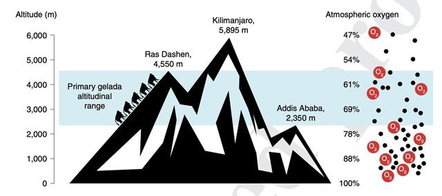 Life at the top: Scientists find first molecular clues behind high-altitude adaptation in gelada monkeys 